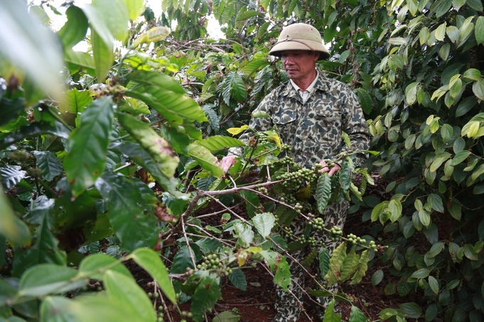 Thủ tướng yêu cầu Bộ NNPTNT tổng kết, đánh giá đề án thí điểm 5 vùng nguyên liệu nông sản hàng hoá - Ảnh 3.